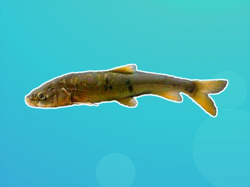 原来西藏裸鲤鱼长这样