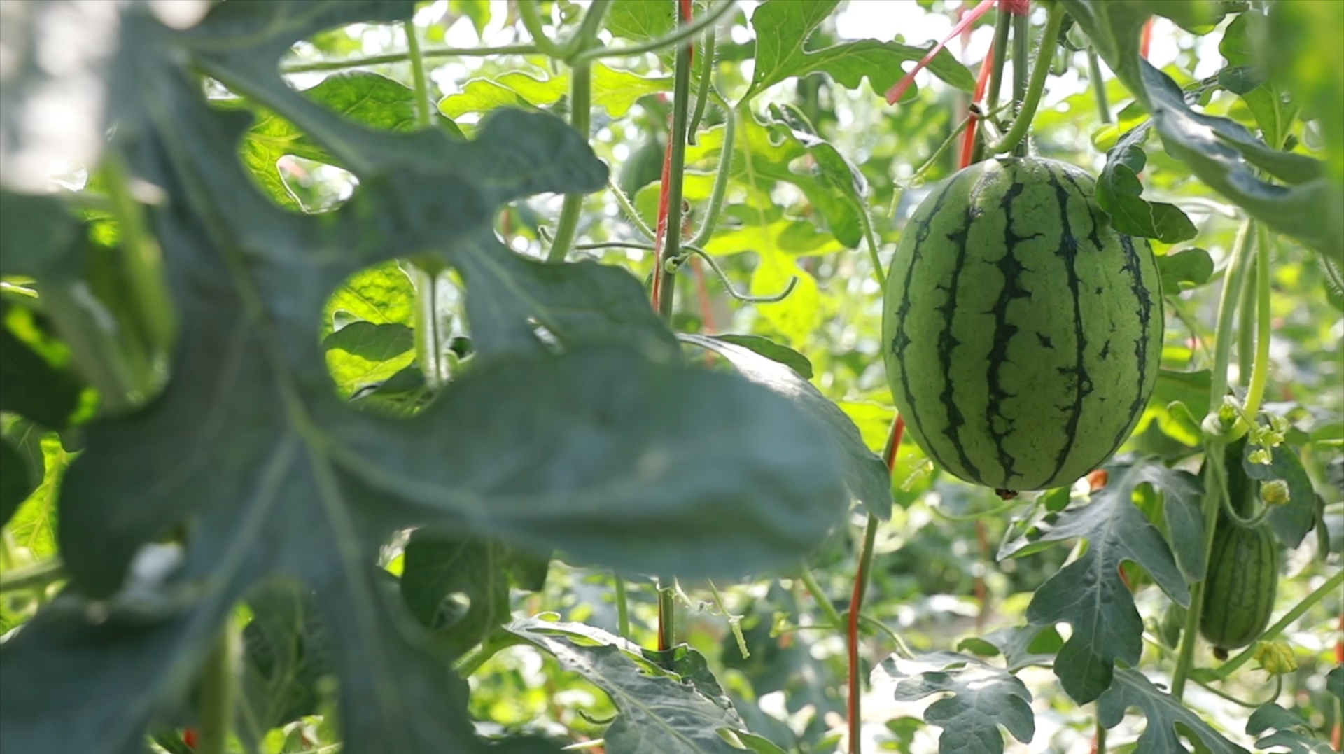 西瓜种植,总出现裂瓜怎么办?大多是这几点没做到位,种植户要看