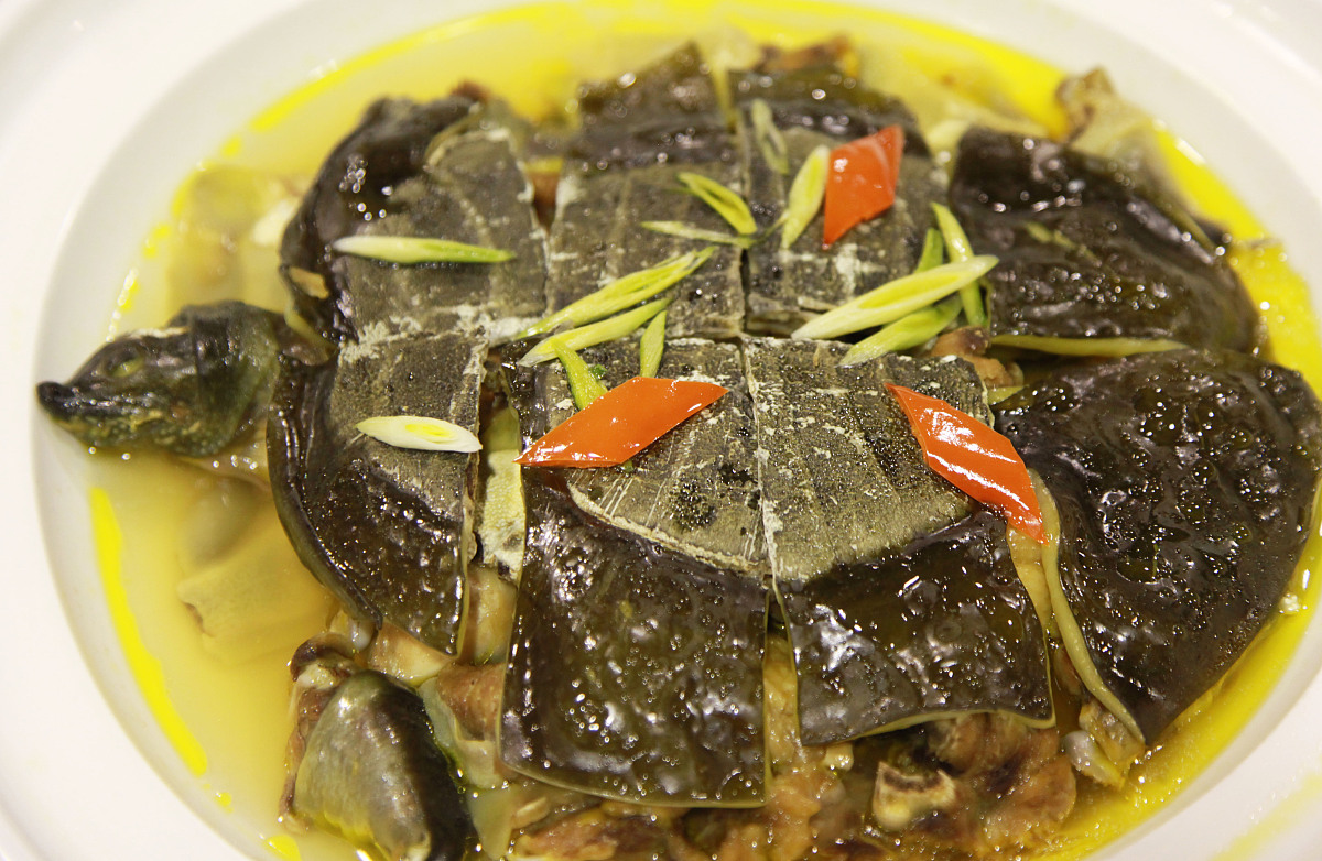 乌龟的做法及食用方法视频