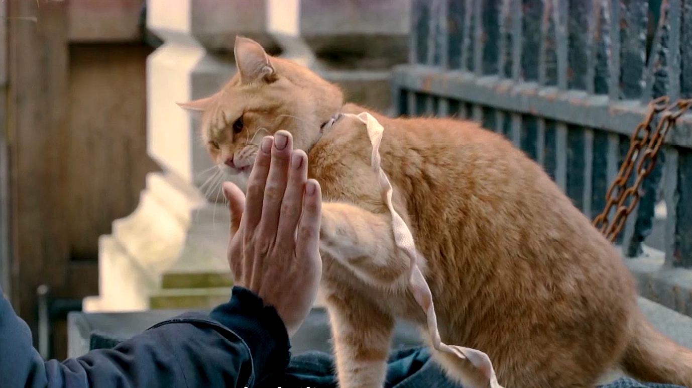 [图]撸猫神片!《流浪猫鲍勃》大胖橘本尊出演,它才是真正的男主角?