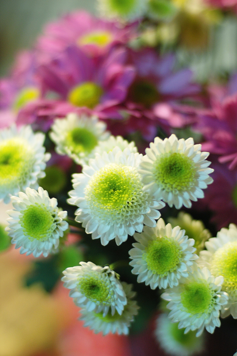 写一首古诗 关于 孟阳 的