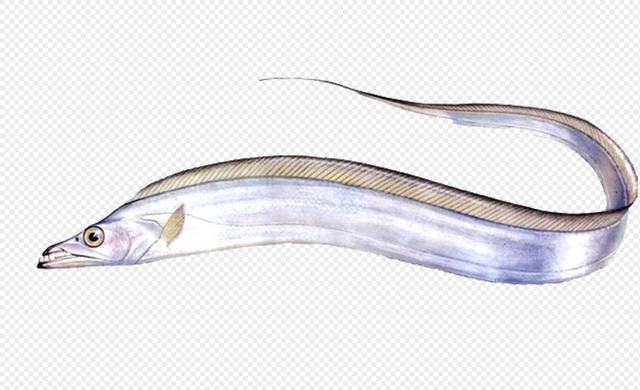 吃过带鱼，见过带鱼跑吗?市场上为啥见不到活带鱼?