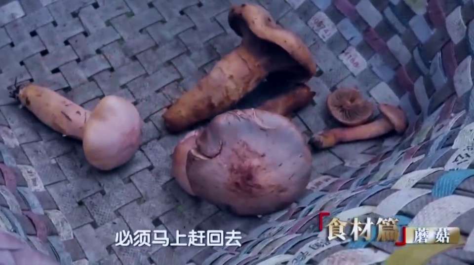 如何烹制鸡血蘑,草原白蘑有何独特之处