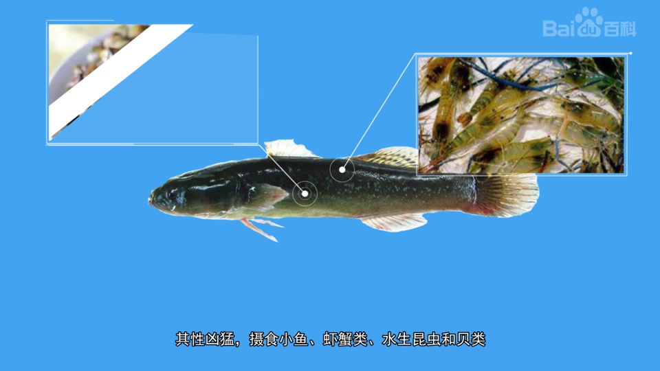 中华乌塘鳢