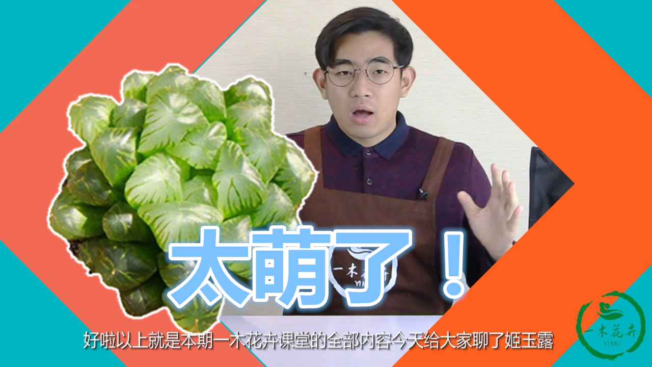 一木花卉课堂第9期:萌化了的多肉姬玉露,这么养就没问题