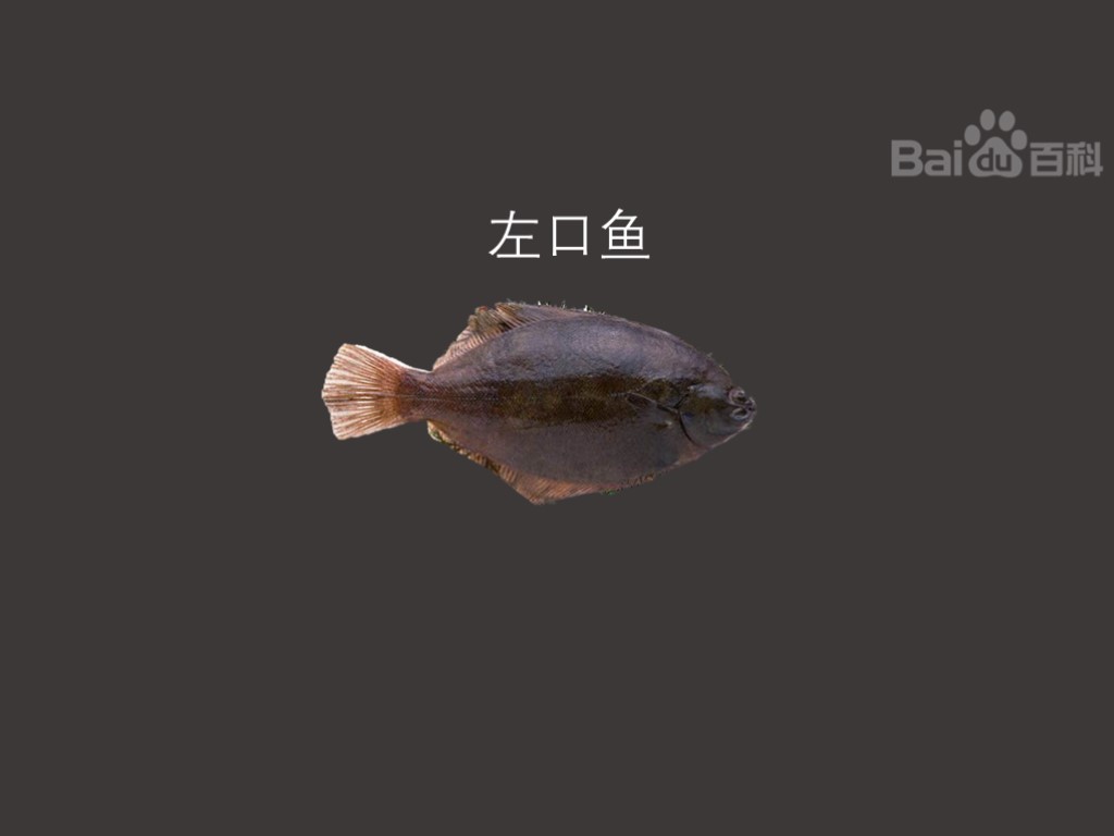 左口鱼:是比目鱼科的鱼,人称「比目鱼」,又叫「左蝶鱼」