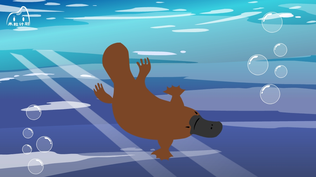 鸭嘴兽长什么样子?