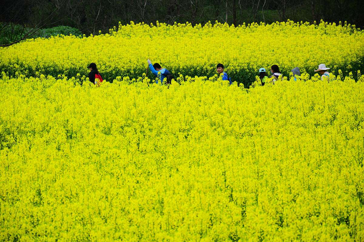 村委会实习：内容、意义及收获 - 实践经验分享