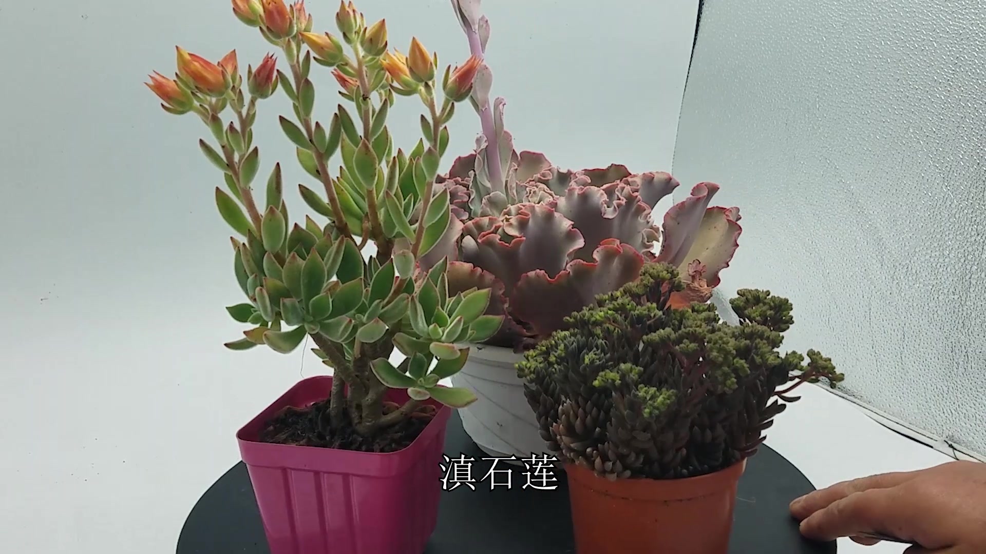 多肉花剑这么长真的很坑!难分辨不说,还影响整体的株型和美观!