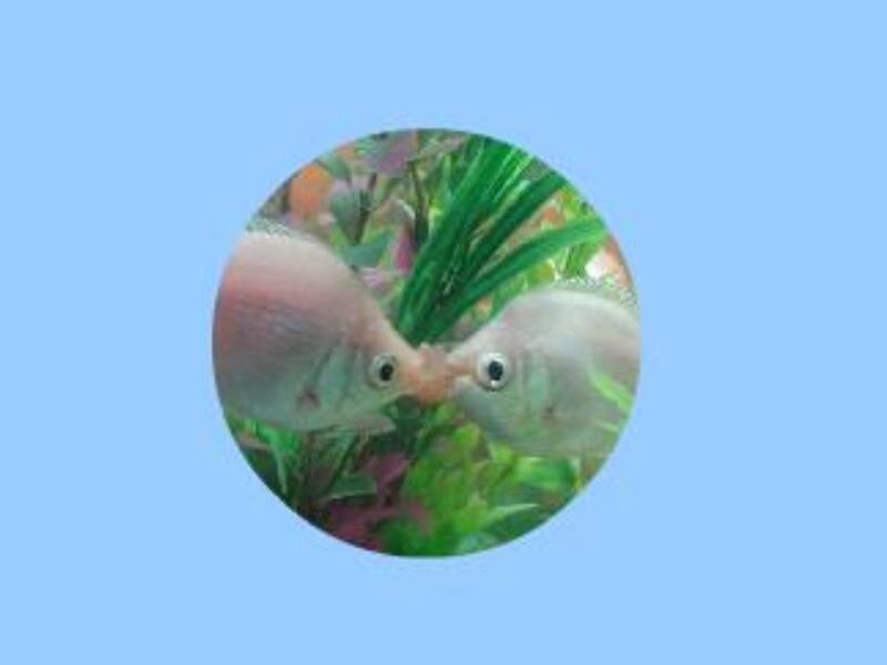 接吻鱼:野生鱼体长20-33厘米,人工养殖体长3-5厘米