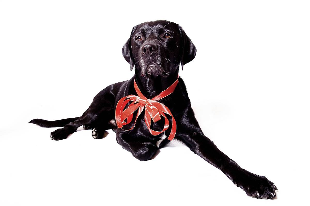 把Canis familiaris allergen翻译成中文