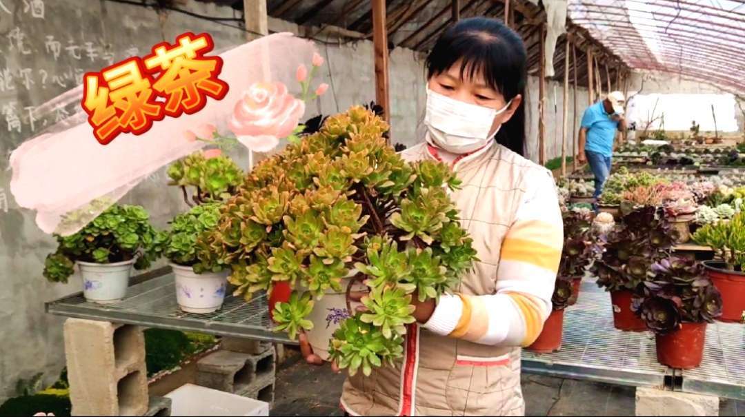 三寸日光多肉植物园,唯独这家的法师系列品种多,这次开眼界了