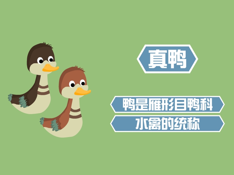 鸭:家禽种类