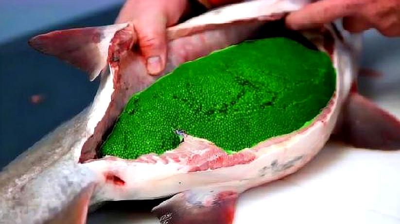 一勺4万元的鱼子酱,到底有多稀罕?看到产卵的鱼后,不敢吐槽了