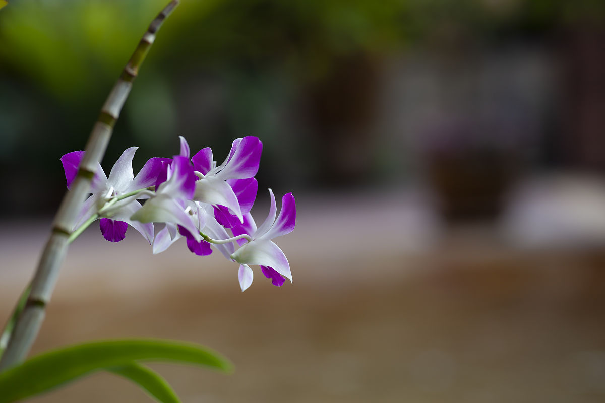 2010年1月29日,泰国的那些花儿石斛兰和鸡蛋花.