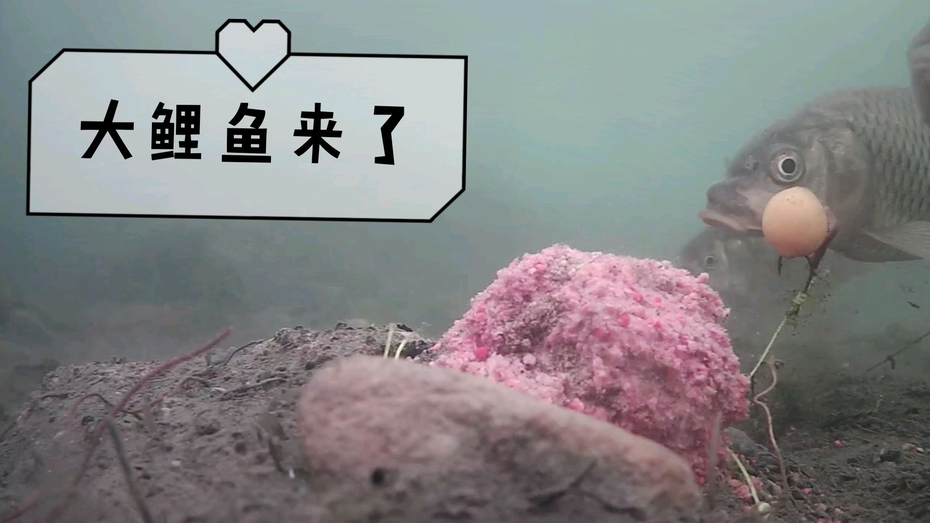 野钓,大降温27度降到6度,到底好不好钓鱼,水下高清拍摄解密