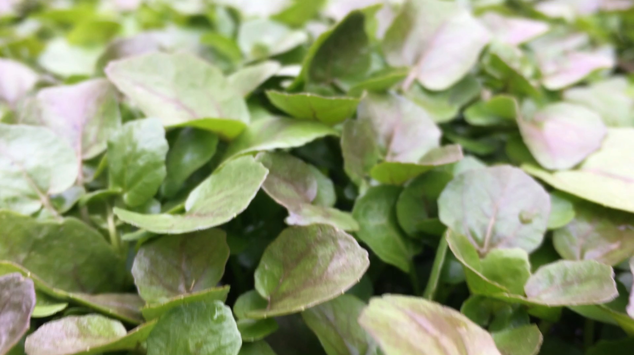 春季小溪里生长的这种“西洋菜”,味道鲜美,很多人不知道名字