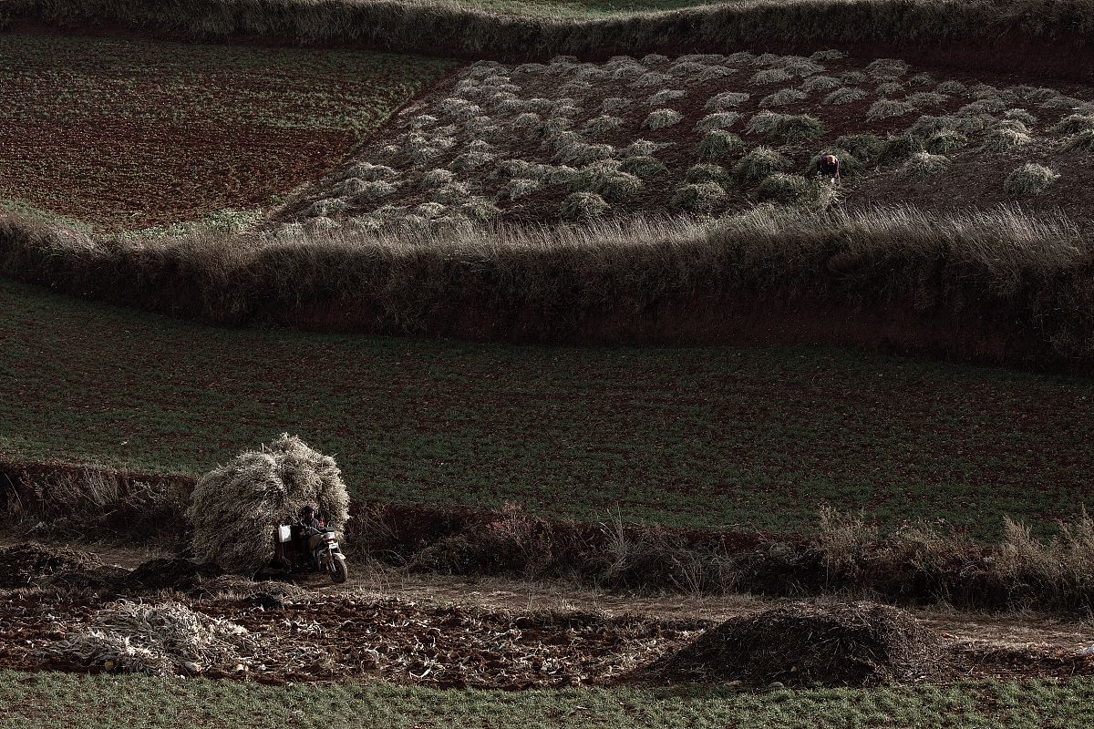 修改下面的致谢句子We also thank Yupeng Zhu provide the photo of maize plants from field trails