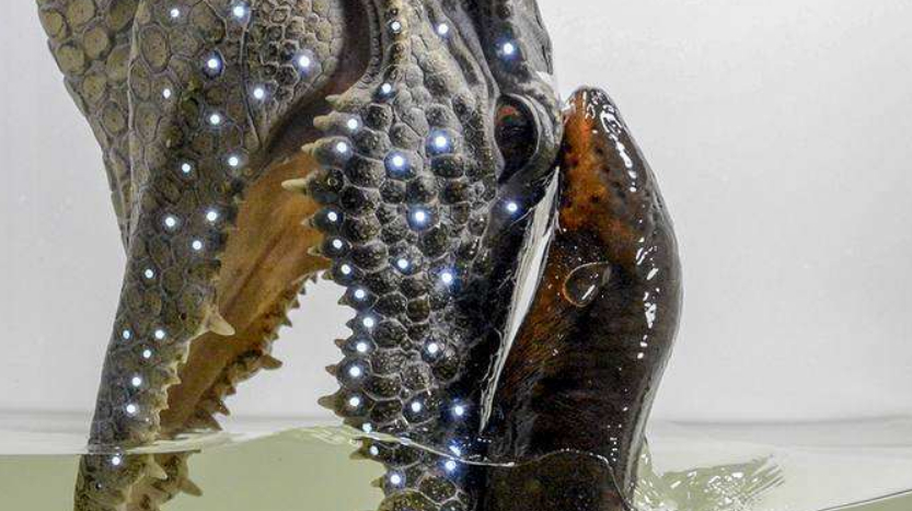 鳗鱼能电死一头牛,为何却电不死自己?看完涨知识了!