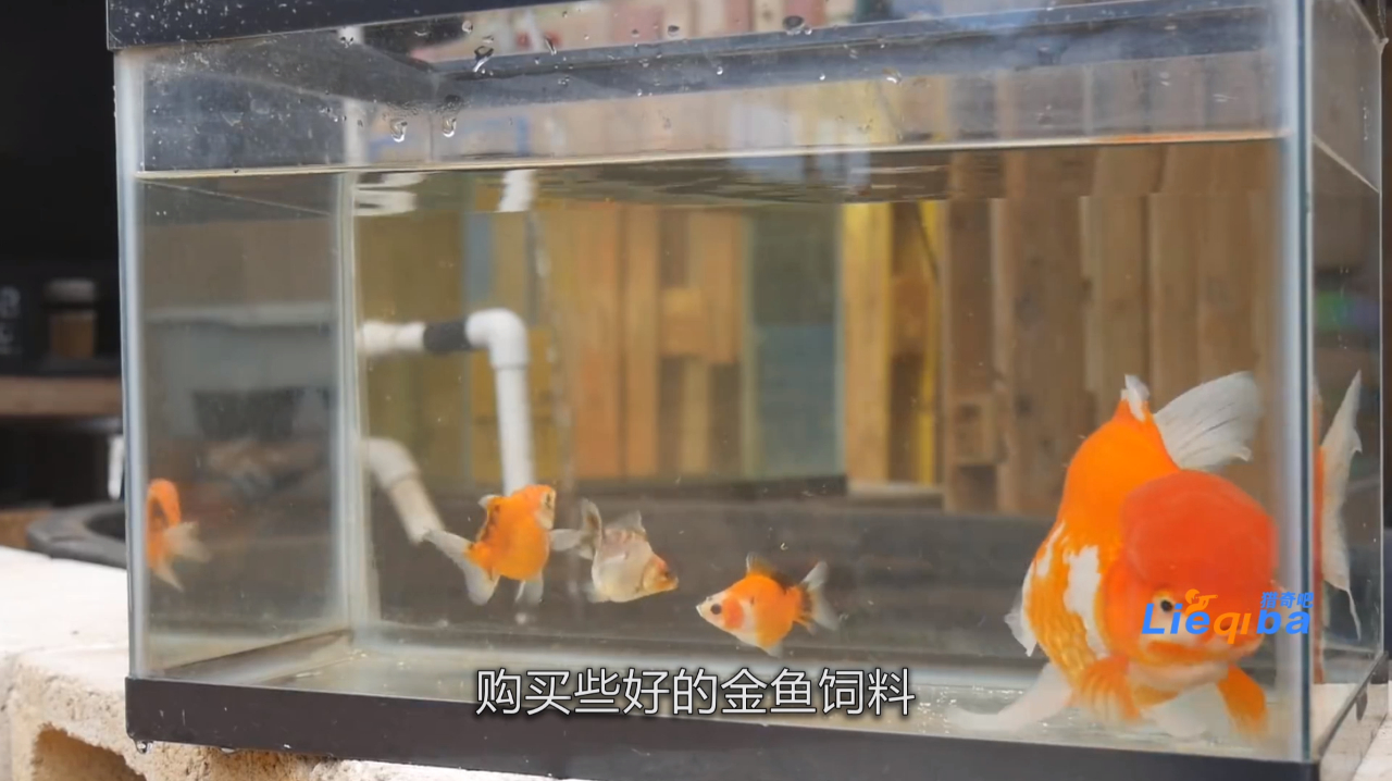 金鱼怎么养?记住这3点方法即可,回归最简单的养金鱼方法
