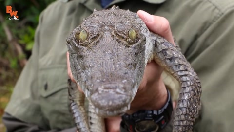 「动物纪录片」Alligator vs Crocodile!