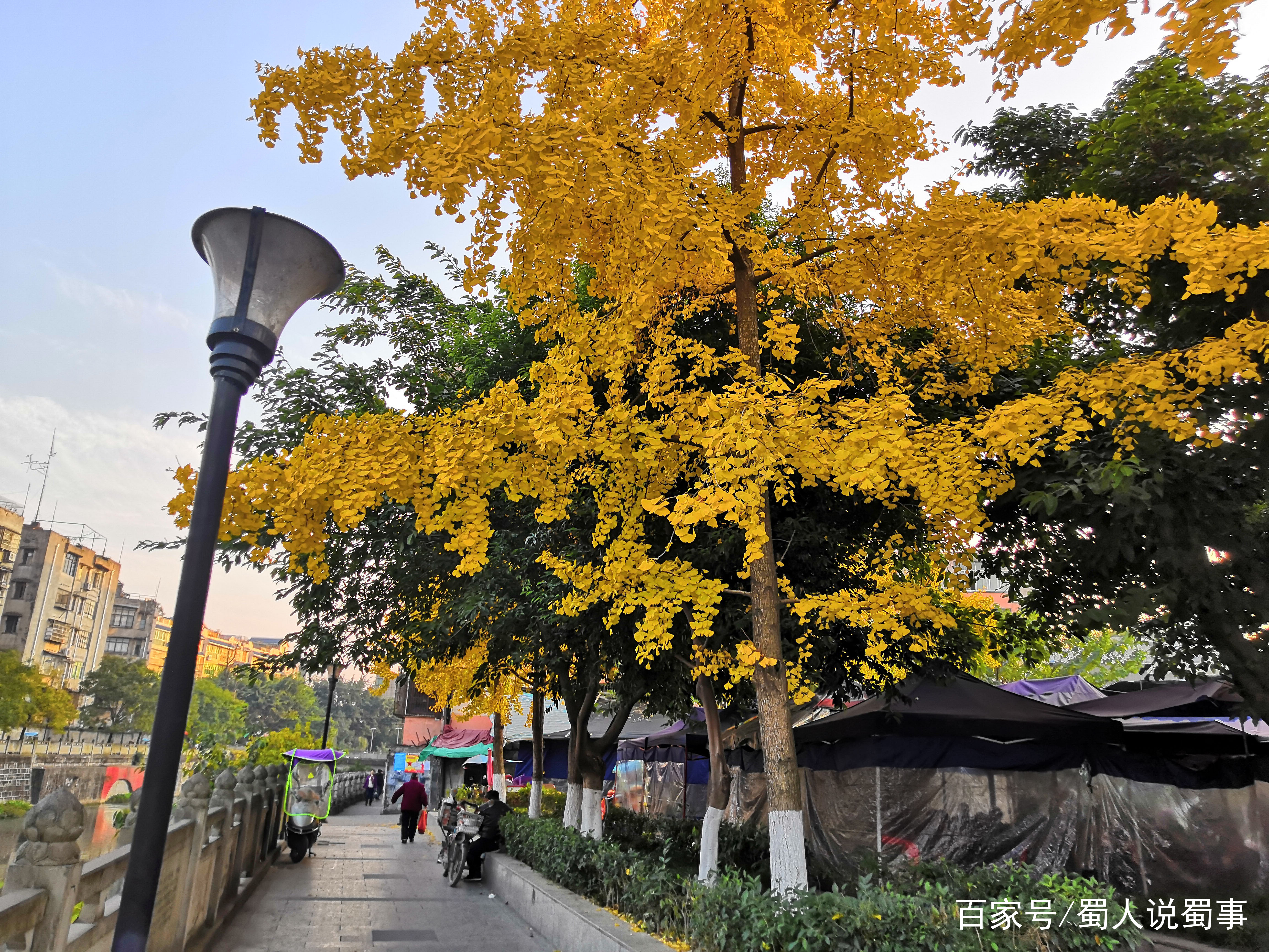 四川省江油市的市树是香樟树，为何城市里到处是银杏树?