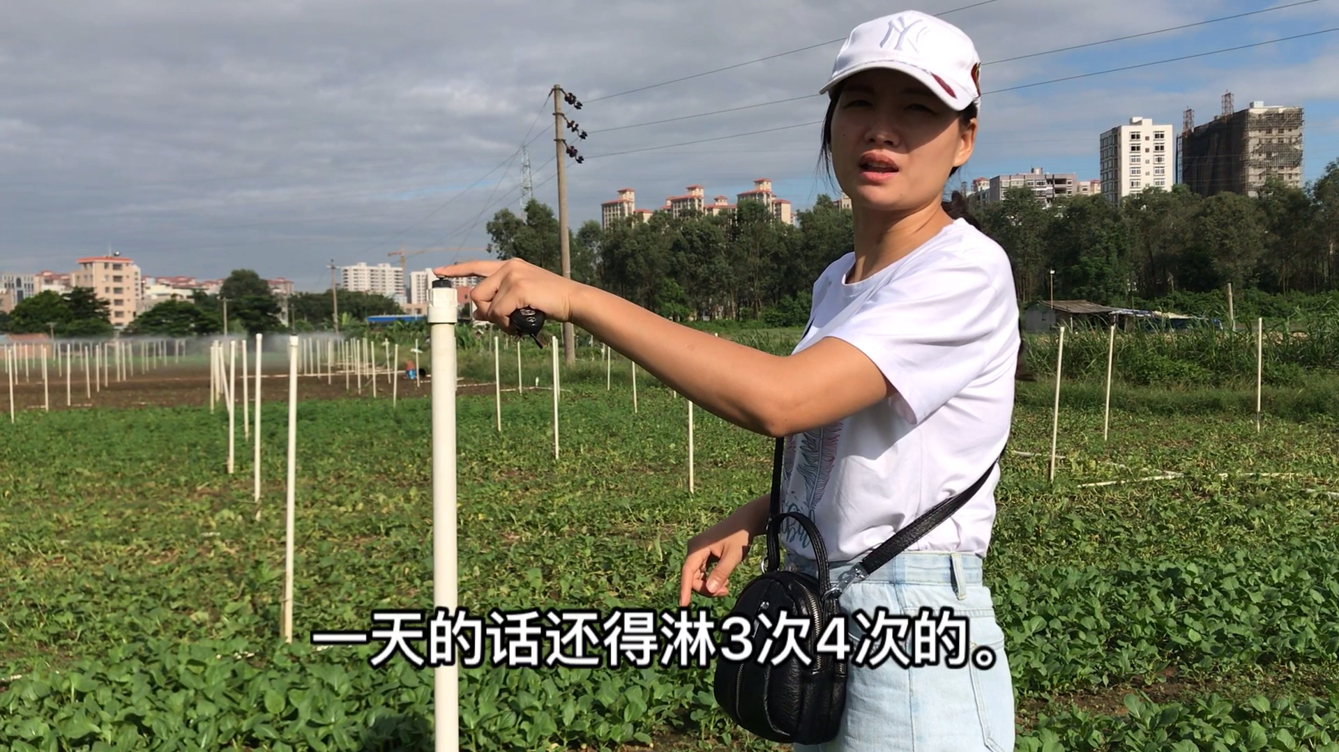 湛江近日雨水不断,7亩菜心无法收成,菜农边说边心酸,又白干了