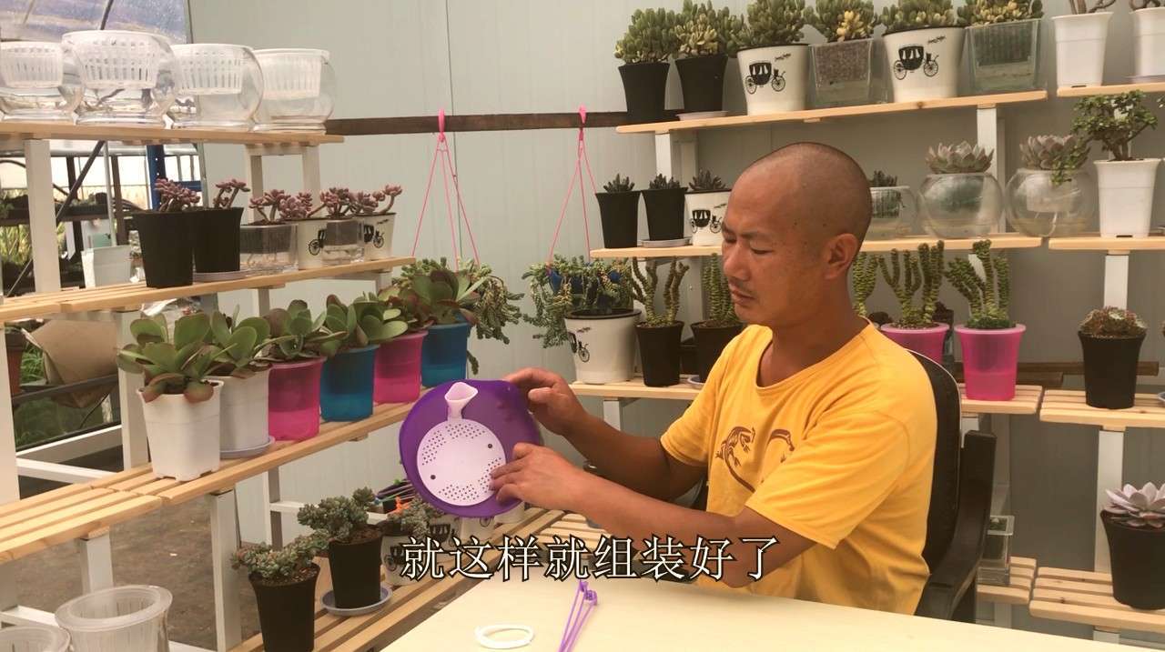多肉水培第15期:垂钓类的多肉更适合水培!因为需水量要多一些!