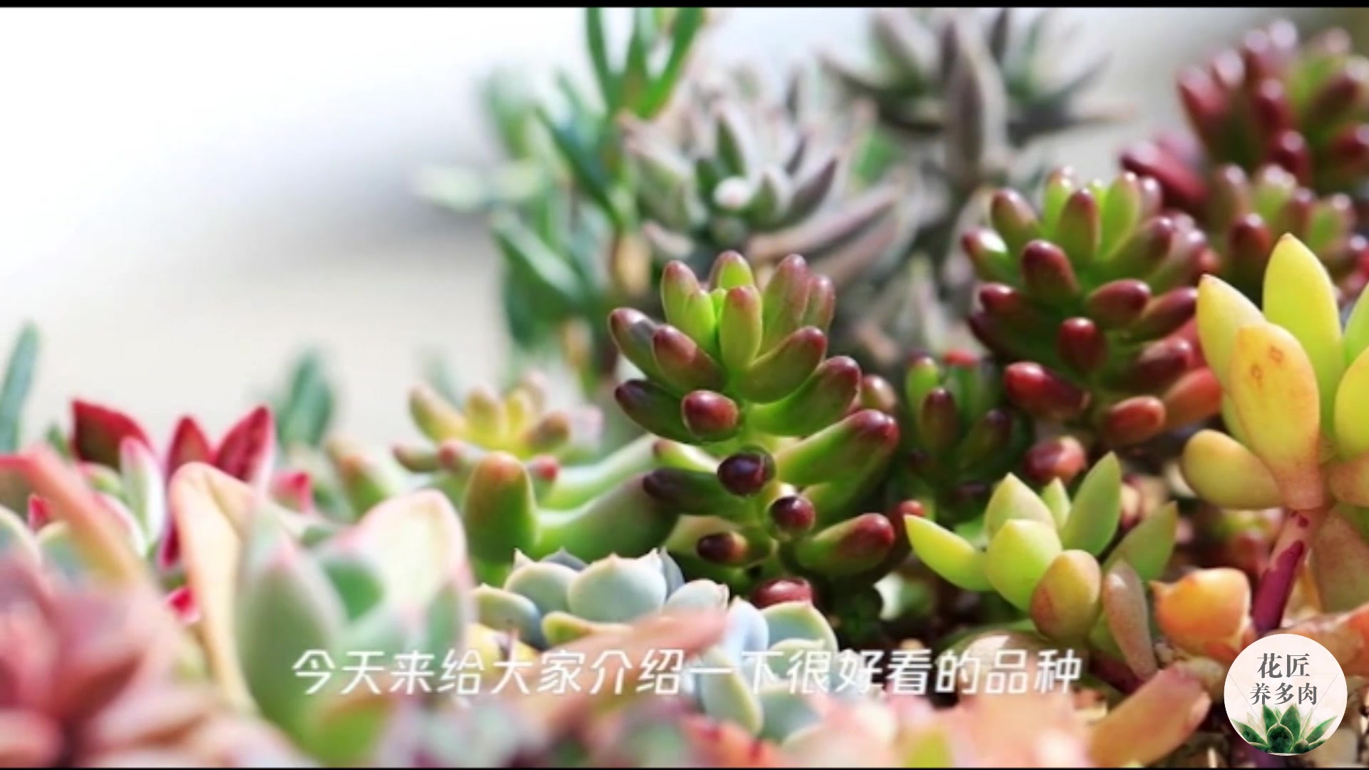 最美多肉品种大全,多肉有哪些品种?非新手勿进