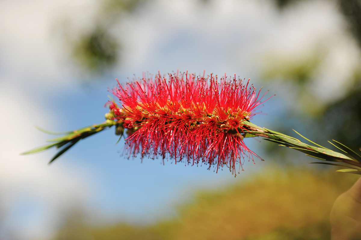 如何在Mate桌面环境中设置窗口在指定屏幕上打开