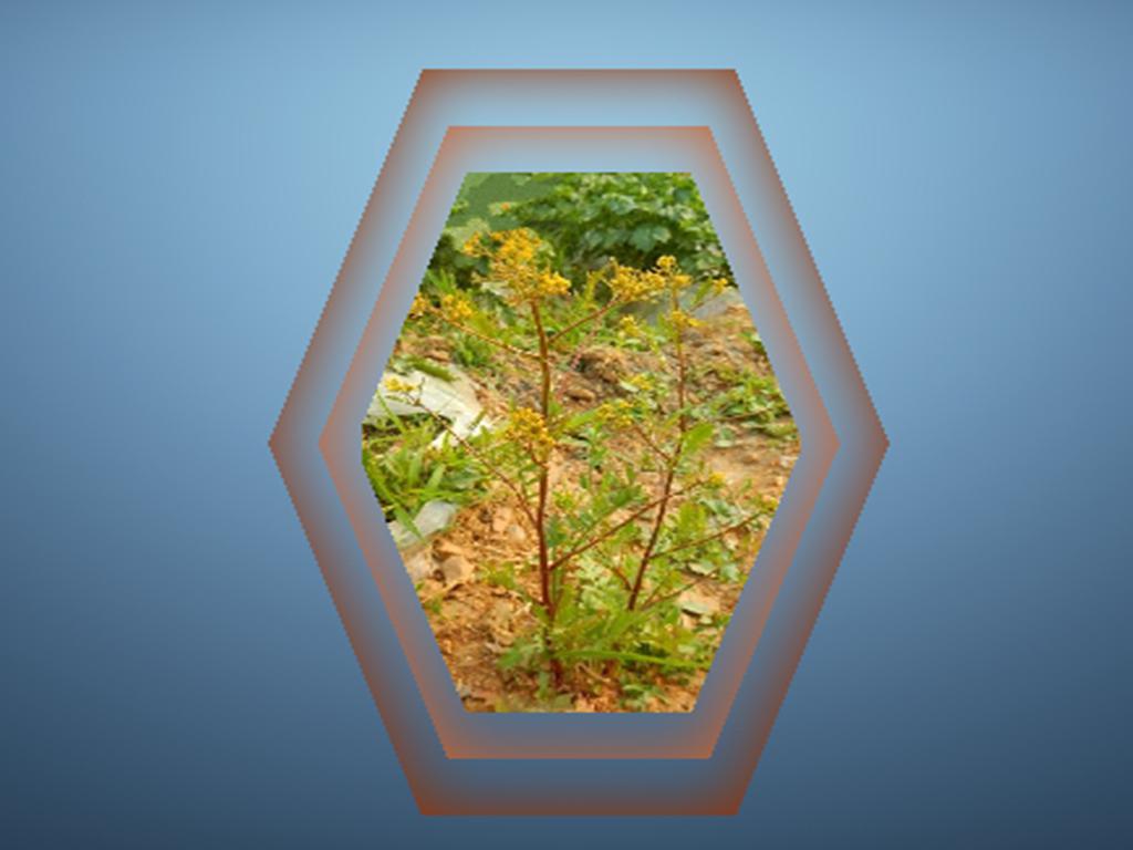 原来辽东蔊菜长这样