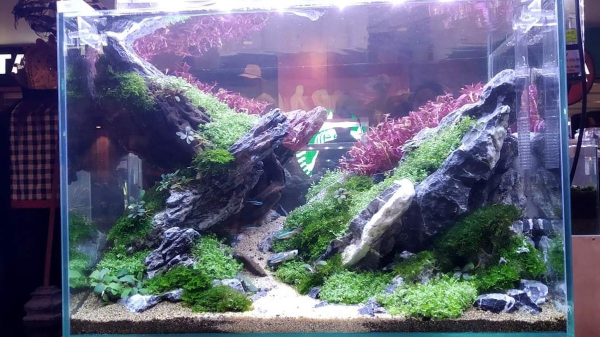 20个草缸景观,现场鱼缸造景比赛,所有作品都在这里了