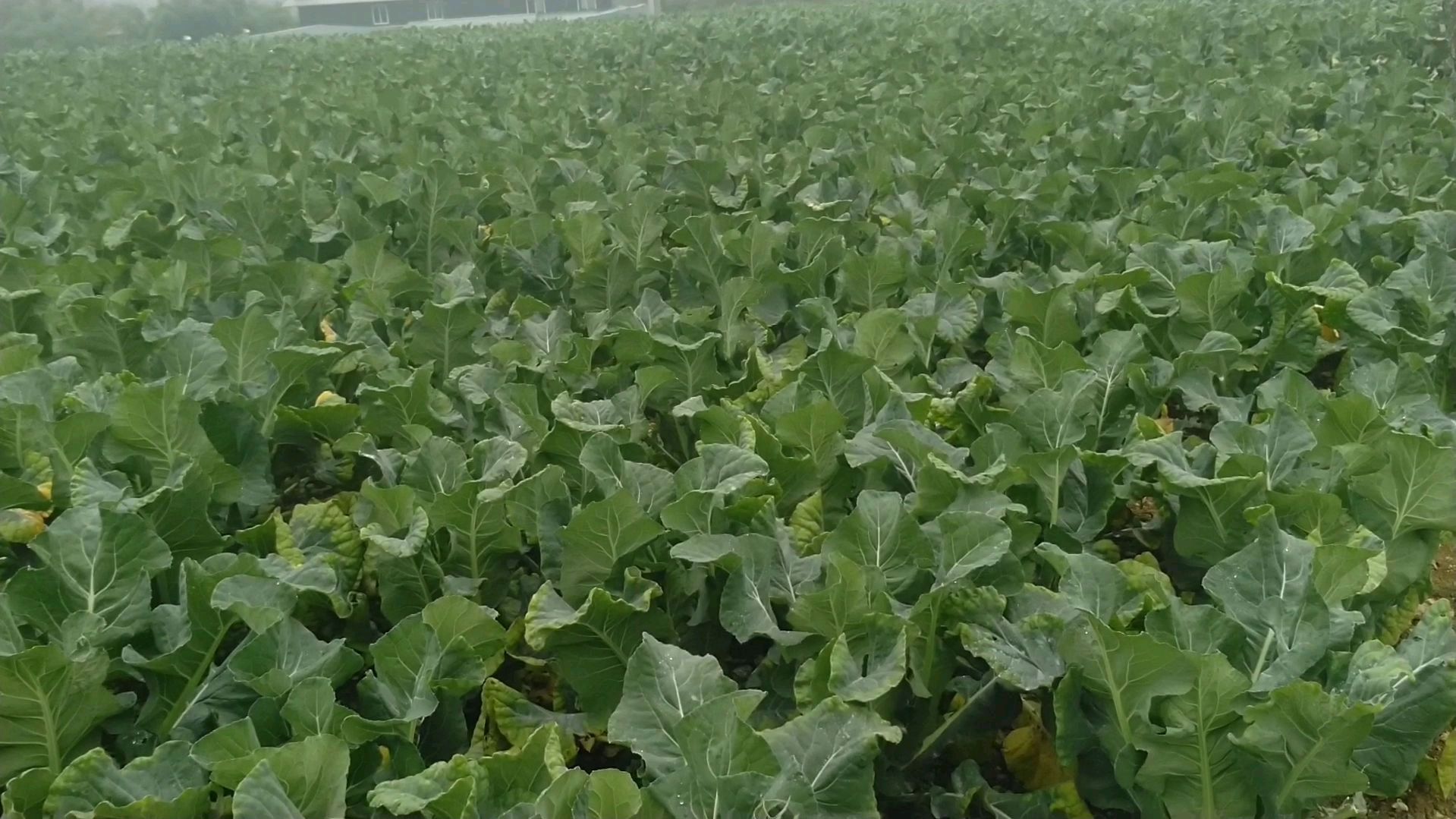 你的花椰菜有这情况吗