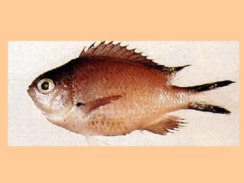 原来烟色光鳃鱼长这样