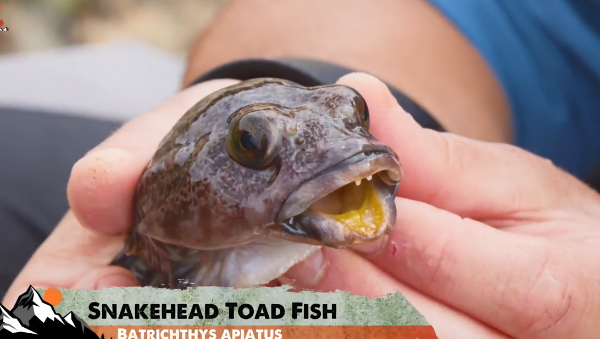 活久见!在野外活捉一只