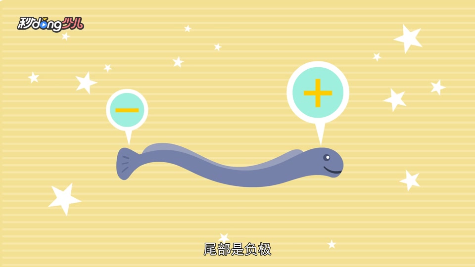 鳗鱼为什么能放电?