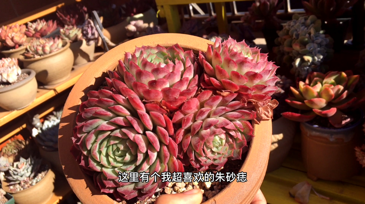秋秋阳台养的多肉上色了,这些群生易上色的多肉推荐给花友们