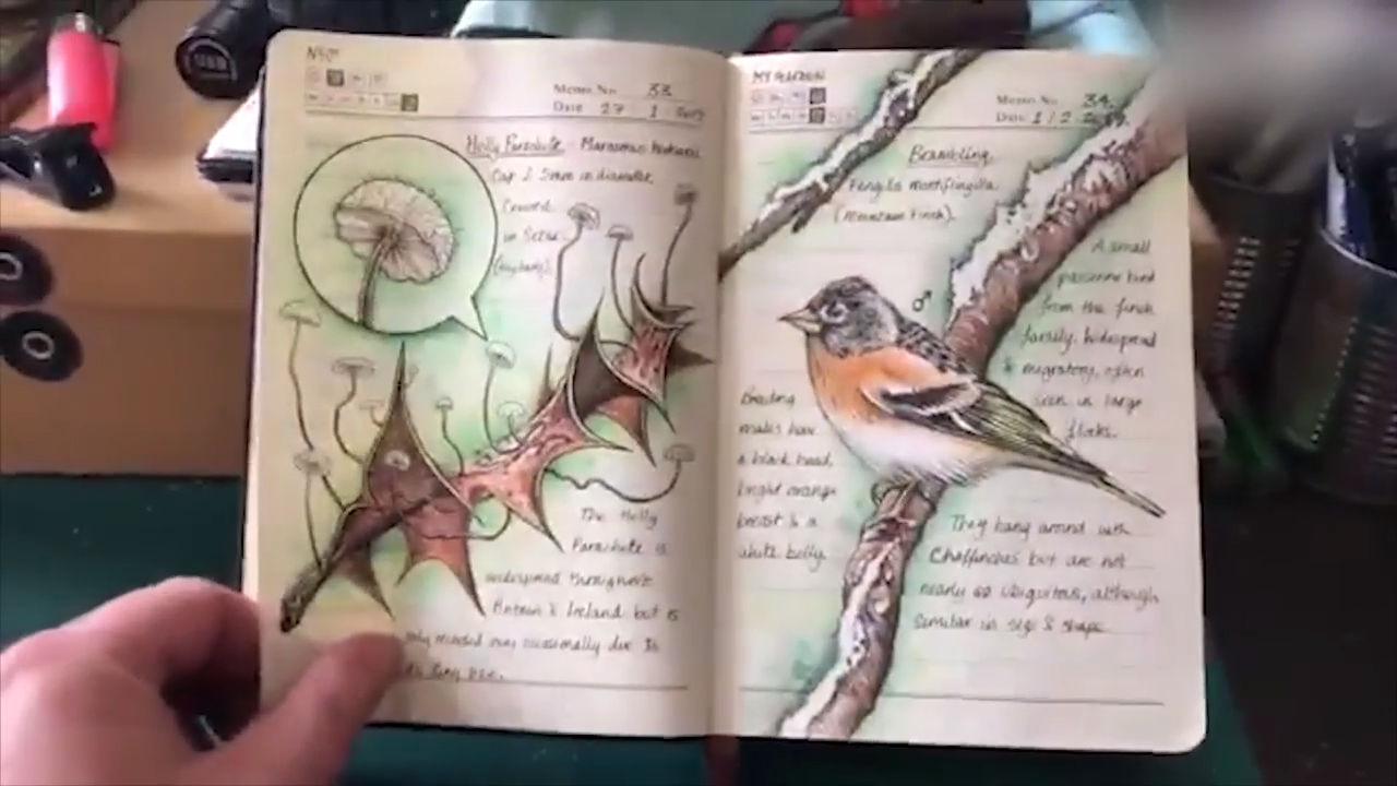 国外野生动植物插画师手绘笔记,牛!