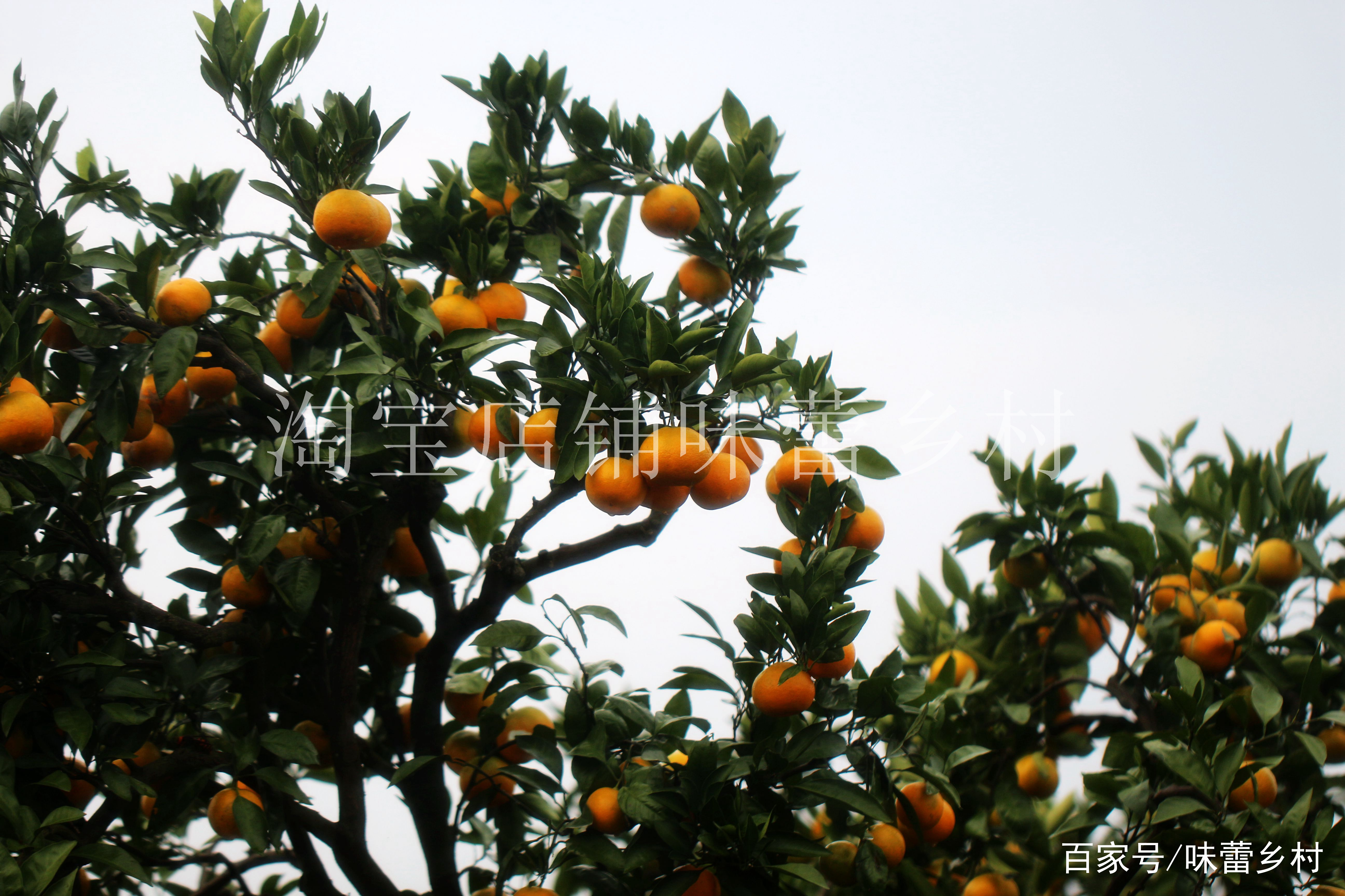 中国最好吃的橘子