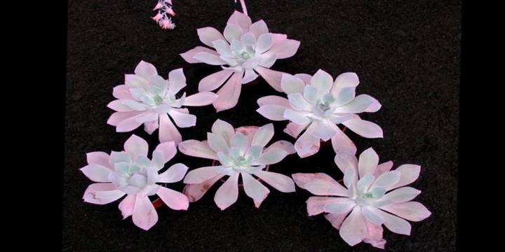 大开眼界!小编领你看看景天科拟石莲花属的“肉”中精品