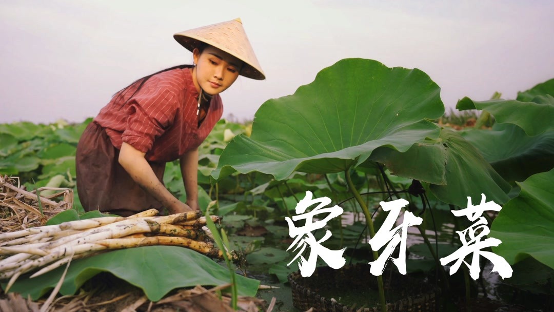 蔬菜中的珍品,象牙菜你们有吃过吗?凉拌煮汤清炒都特别美味