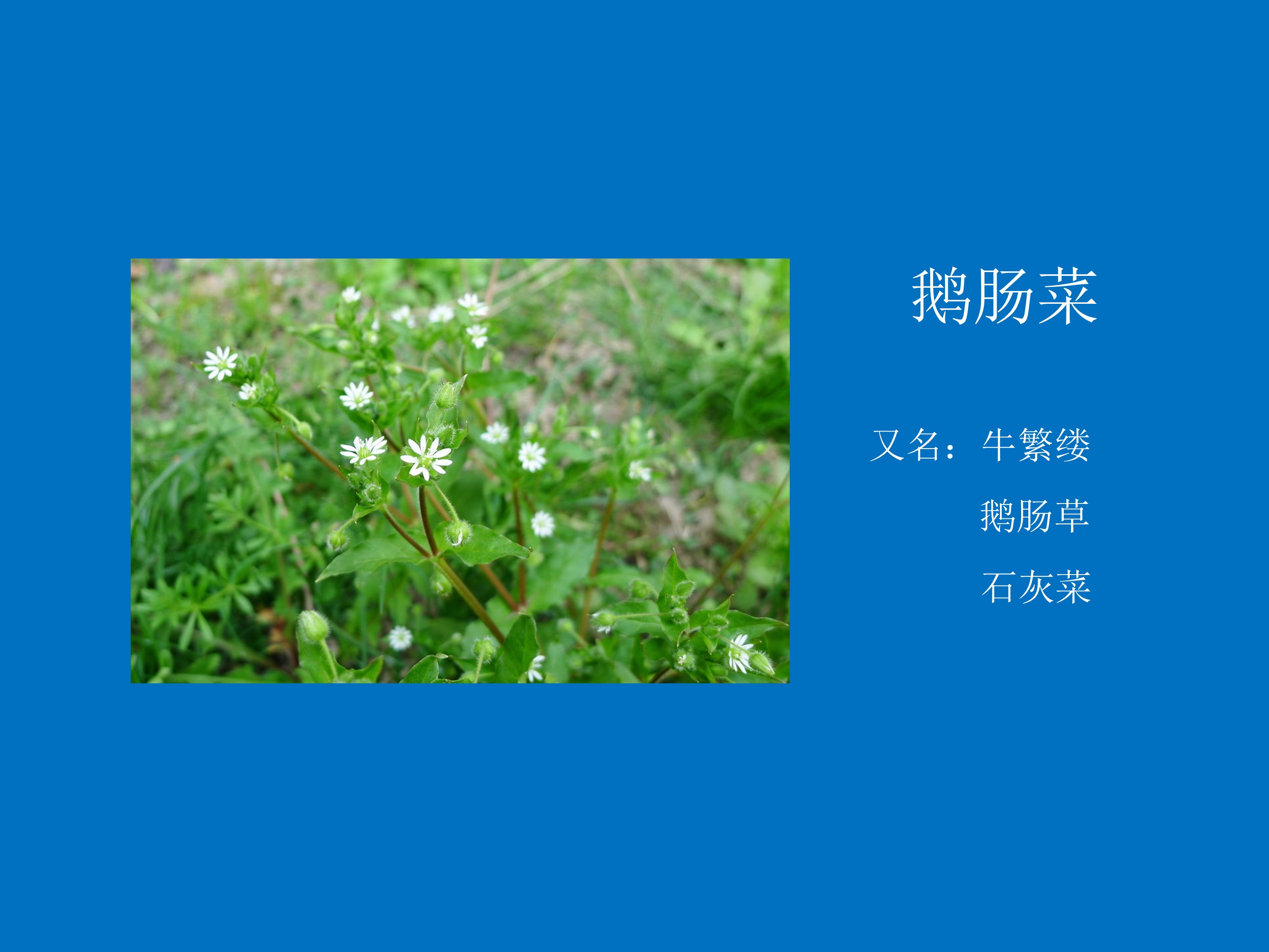 鹅肠菜:是石竹科