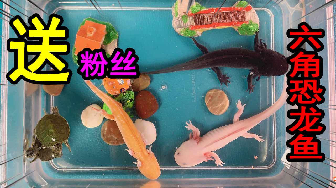 小浪哥回顾“六角恐龙鱼和小乌龟”现状,回馈粉丝发福利送恐龙鱼