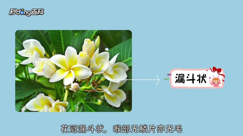 原来鸡蛋花属长这样