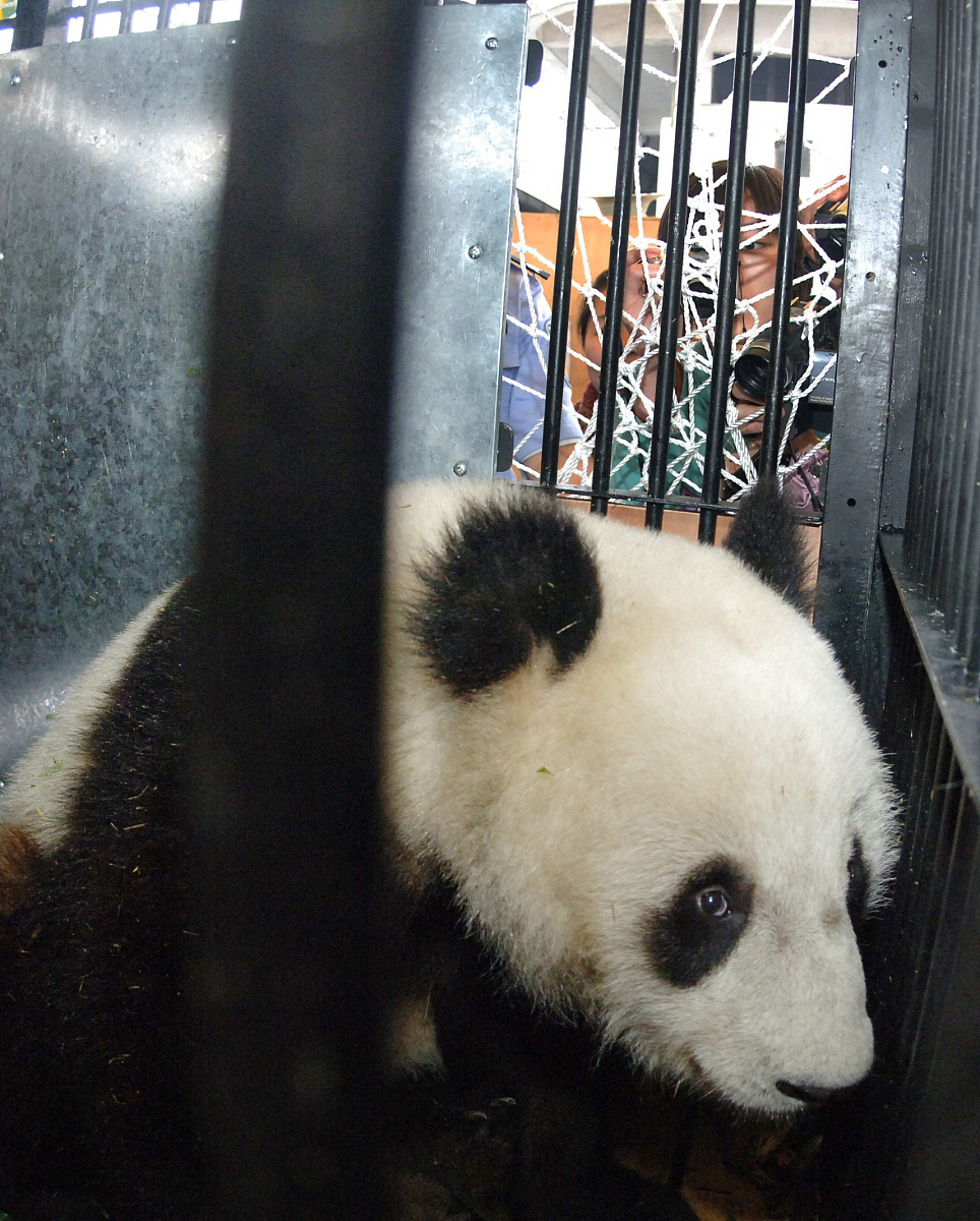 去四川成都大熊猫基地哪个机场近成都双流国际机场是离大熊猫基地最近的机场。多少公里