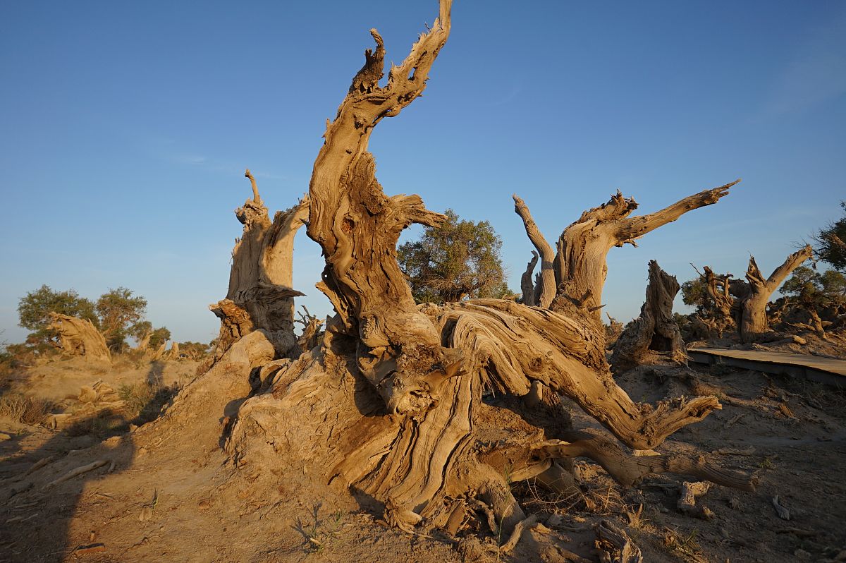 改写后润色这一段话使其更通顺：例如新疆盐渍土上生长的红柳和胡杨木类的植物，它们能够分泌出已进入到枯株体内的盐分，从而增加了土壤的含盐量成水分难以被植物汲取