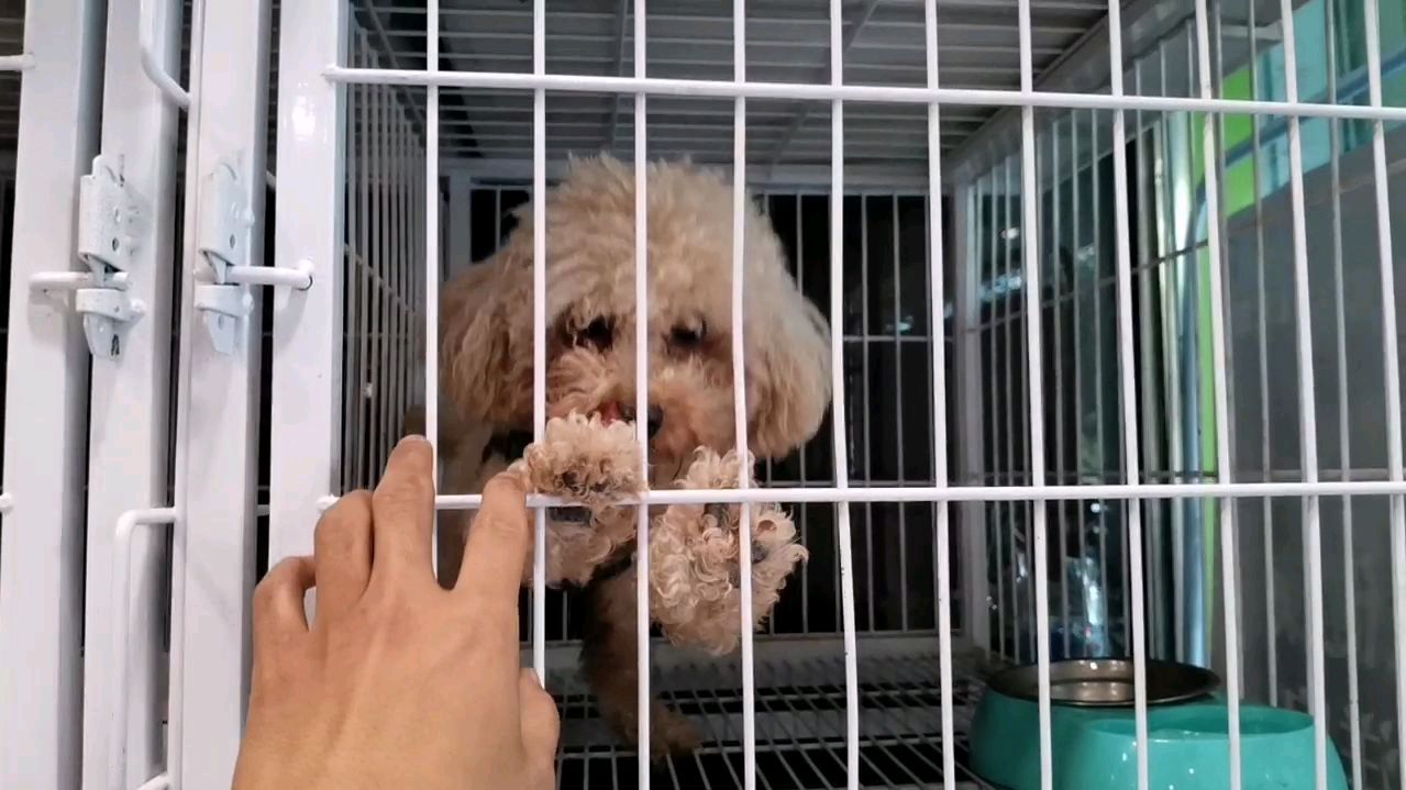 自驾回到乌鲁木齐第一件事就是去接狗狗,被寄养宠物店想的不行