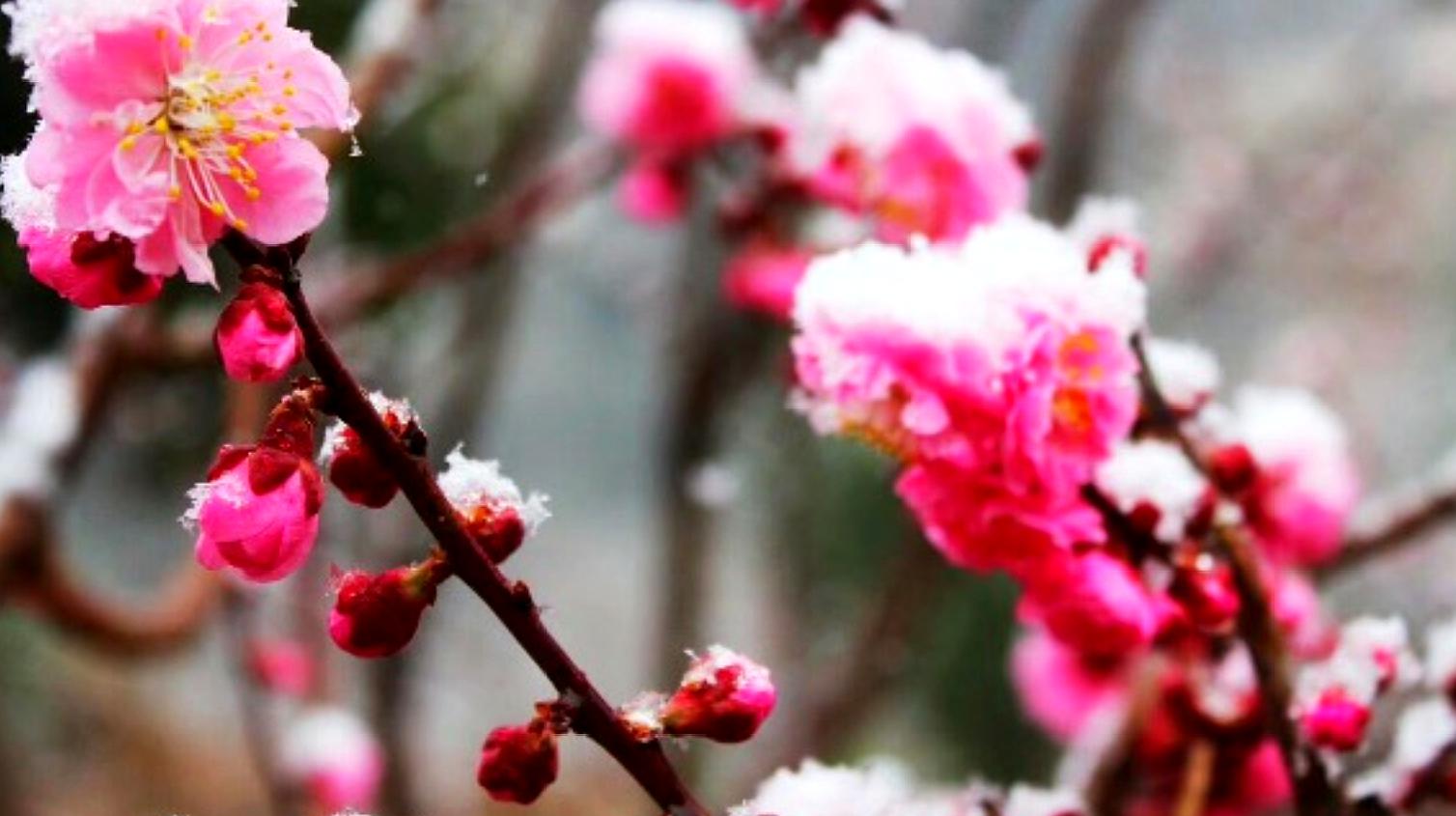 [图]京北山区踏雪寻梅,怎一个美字了得!