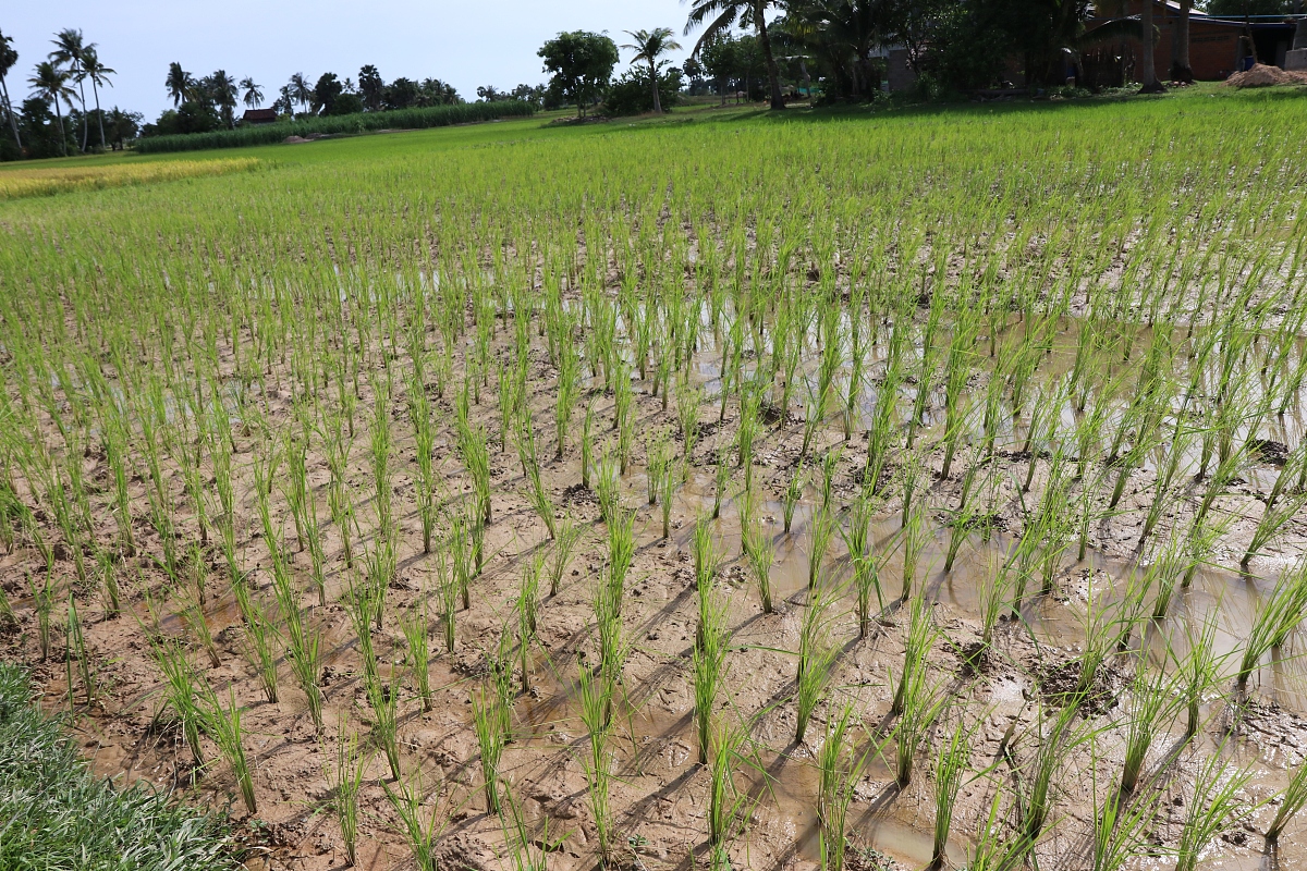 倒春寒与气候变化：影响、预测及农业应对策略