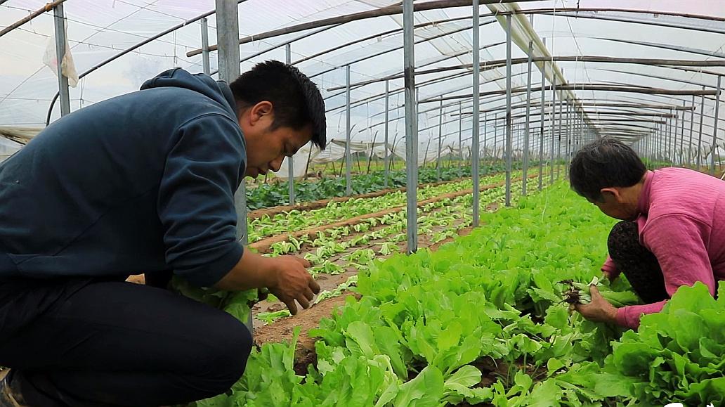 [图]生菜高产有绝招,长不熟就要拔掉?学会颗颗堪比大白菜!